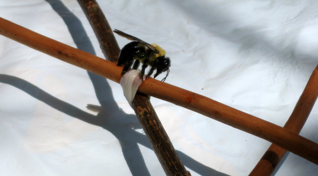 carpenter bee tasting fresh gut